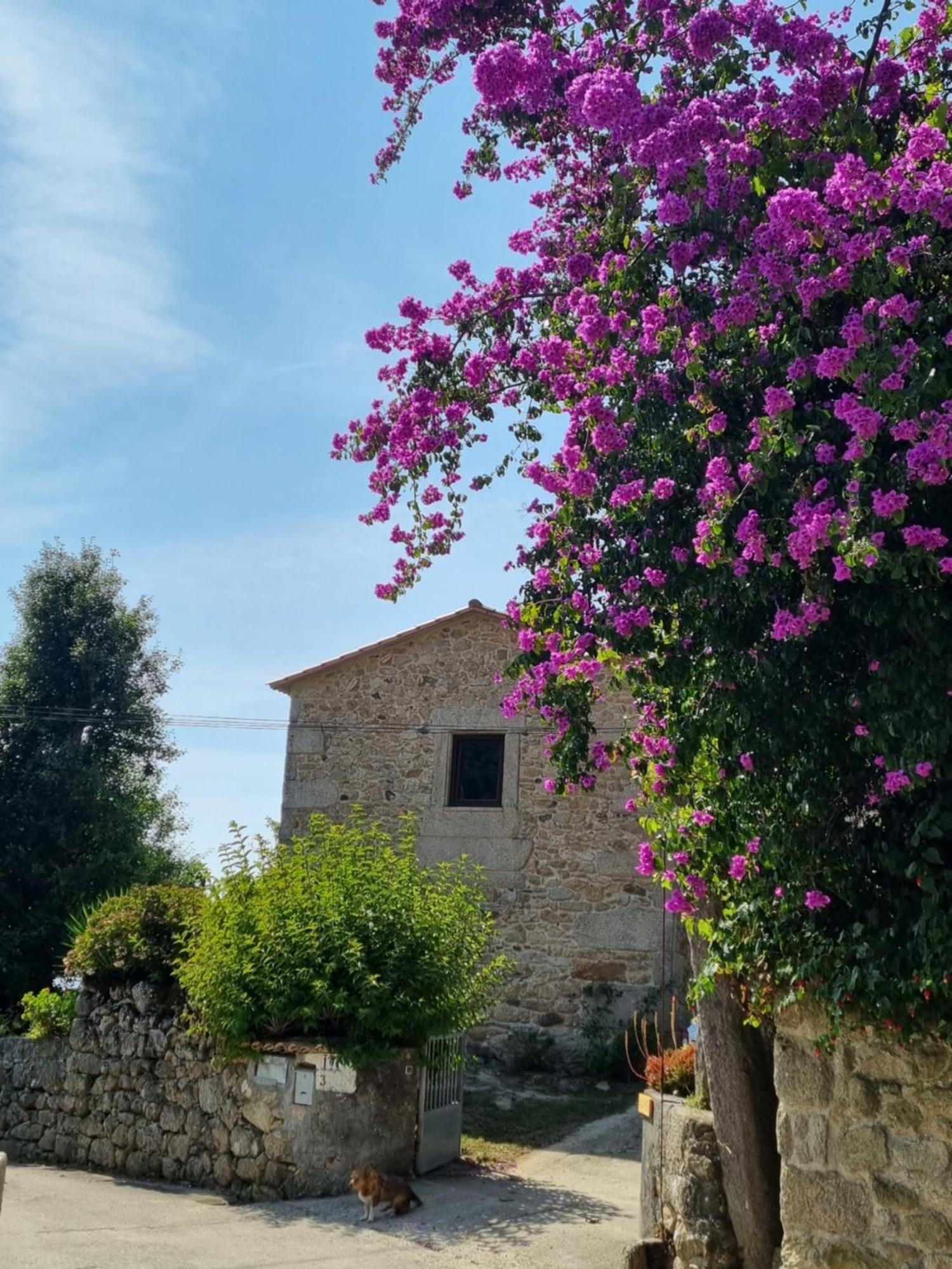 Alojamiento Casa Carlota Villadesuso Εξωτερικό φωτογραφία